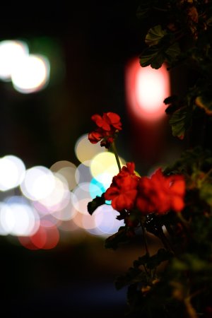 NZF_0484