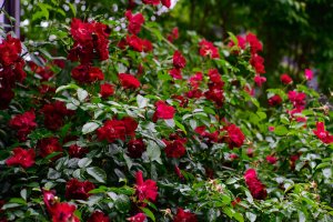 NZF_0062