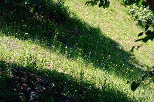 NZF_0051